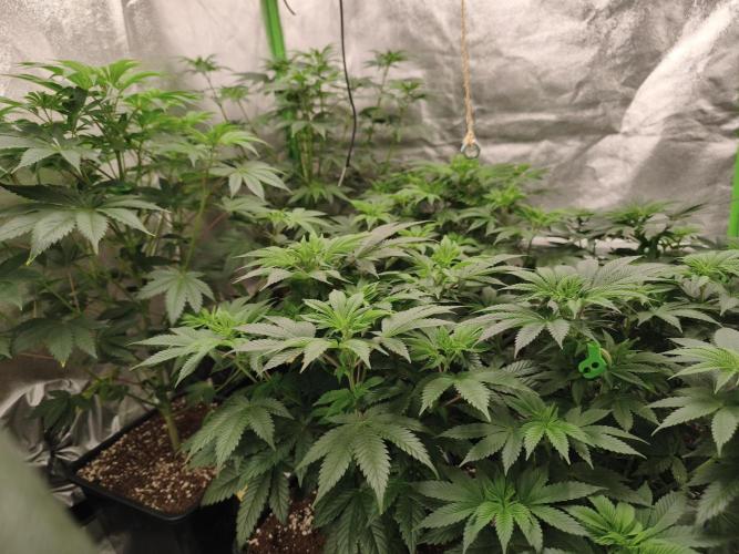 ZAMMIGROW2024. Week 8