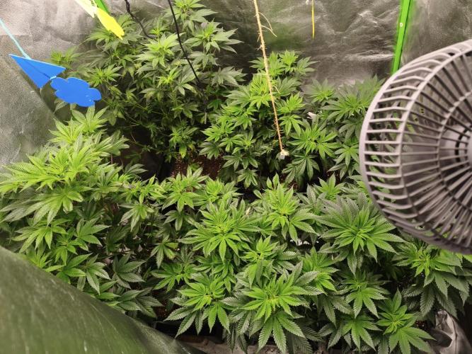 ZAMMIGROW2024. Week 8