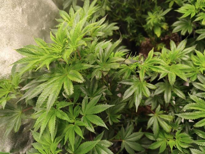 ZAMMIGROW2024. Week 8