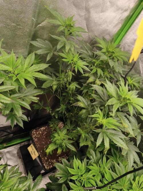 ZAMMIGROW2024. Week 8