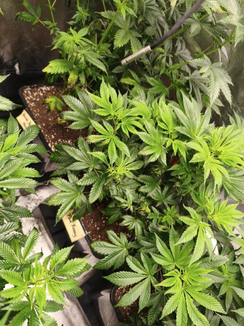 ZAMMIGROW2024. Week 8