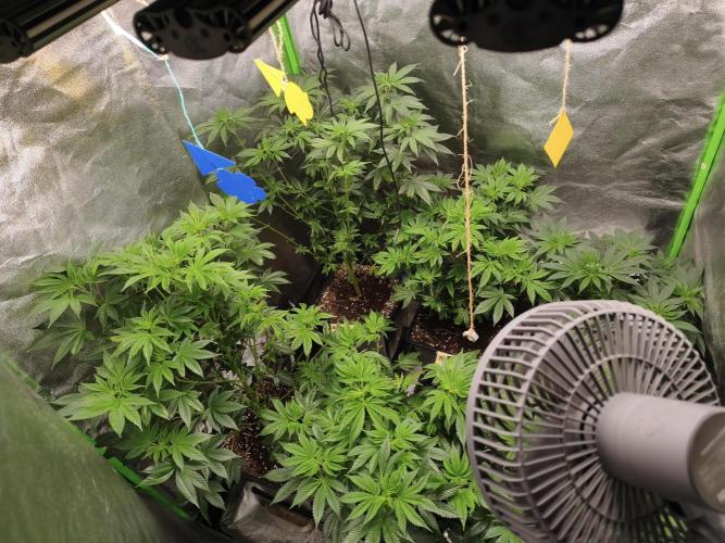 ZAMMIGROW2024. Week 8