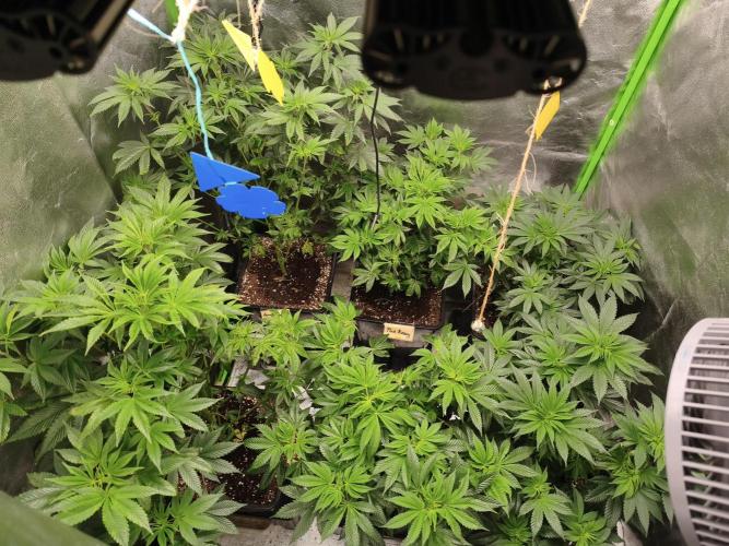 ZAMMIGROW2024. Week 8