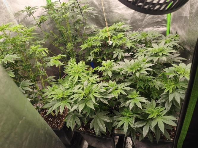 ZAMMIGROW2024. Week 8