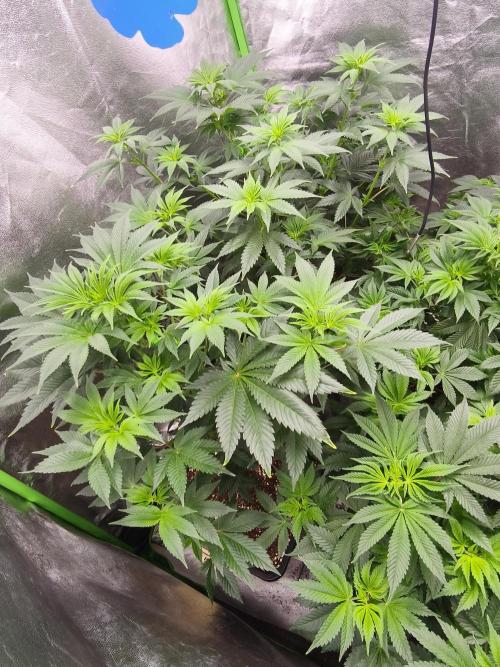 ZAMMIGROW2024. Week 9