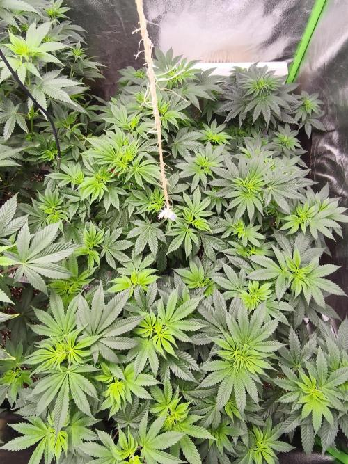 ZAMMIGROW2024. Week 9