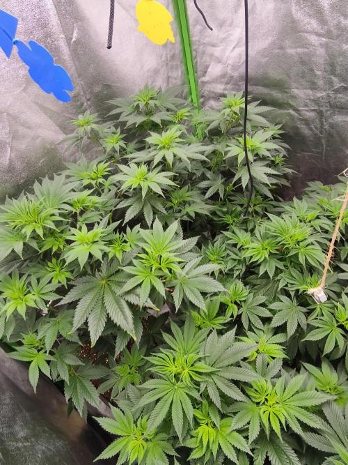 ZAMMIGROW2024. Week 9