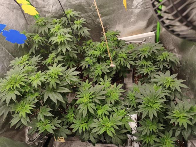 ZAMMIGROW2024. Week 9