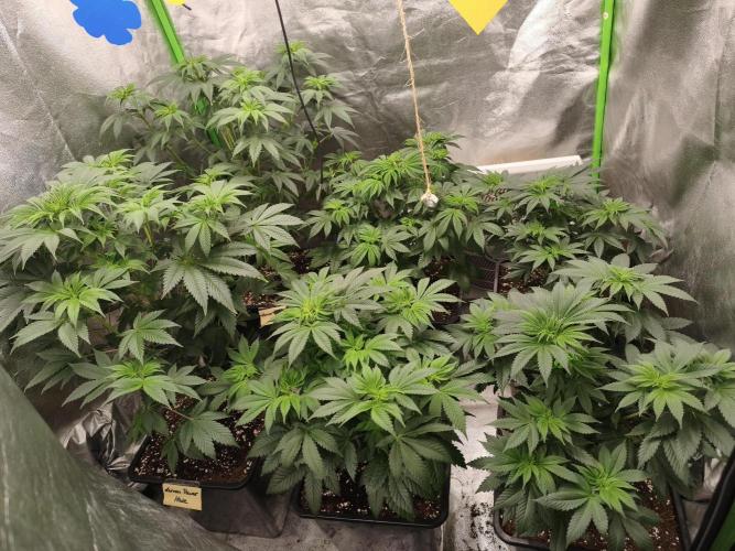 ZAMMIGROW2024. Week 9