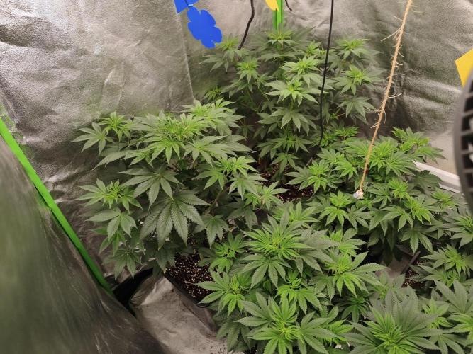 ZAMMIGROW2024. Week 9