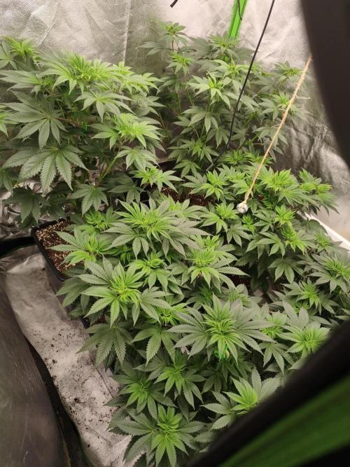 ZAMMIGROW2024. Week 9