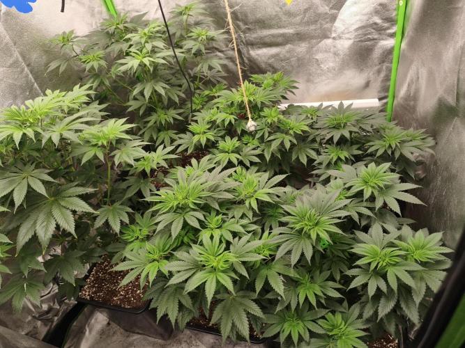 ZAMMIGROW2024. Week 9