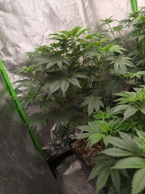 ZAMMIGROW2024. Week 9