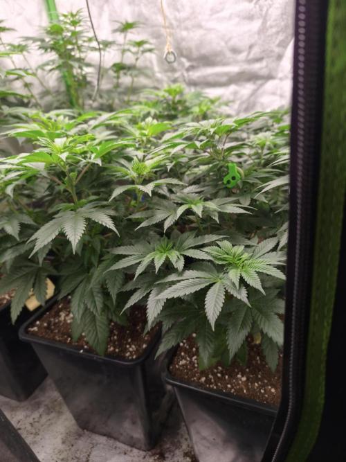 ZAMMIGROW2024. Week 9