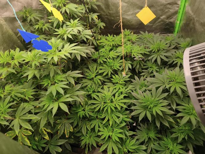 ZAMMIGROW2024. Week 10