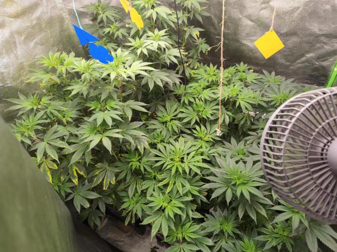 ZAMMIGROW2024. Week 10