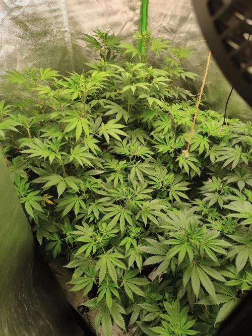 ZAMMIGROW2024. Week 11
