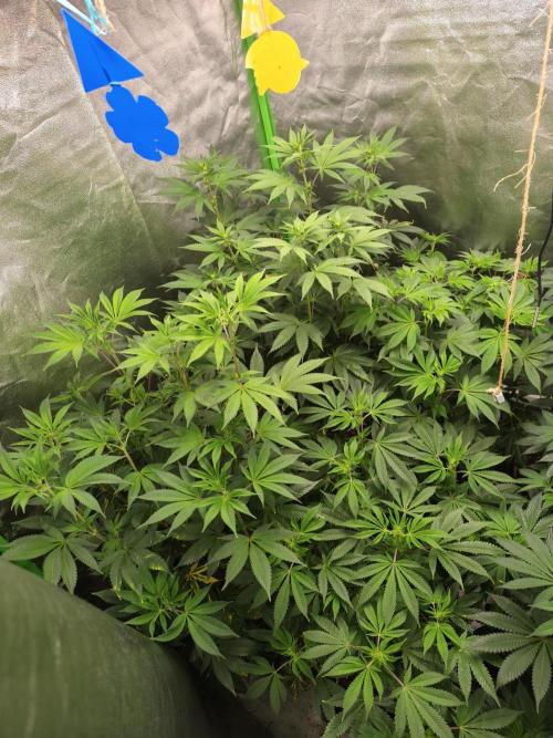 ZAMMIGROW2024. Week 11
