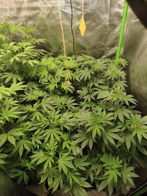 ZAMMIGROW2024. Week 11