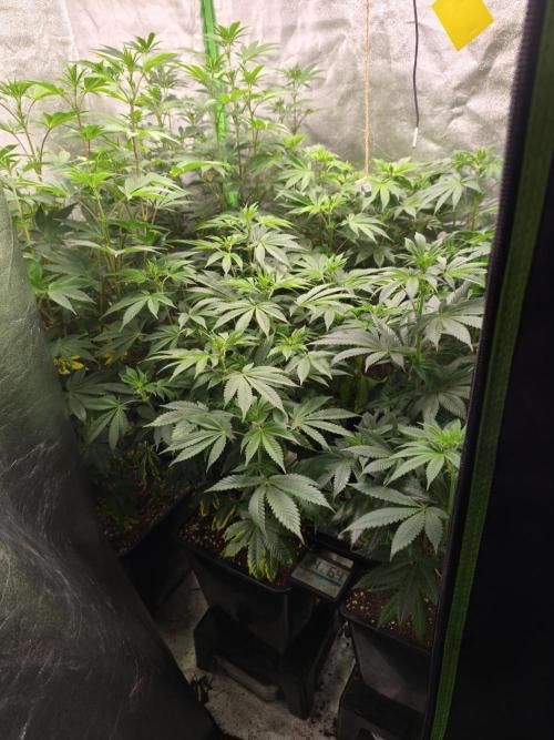 ZAMMIGROW2024. Week 11