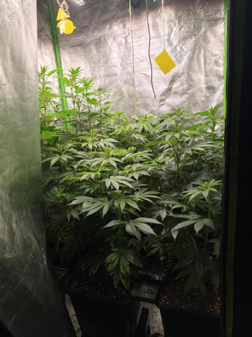 ZAMMIGROW2024. Week 11