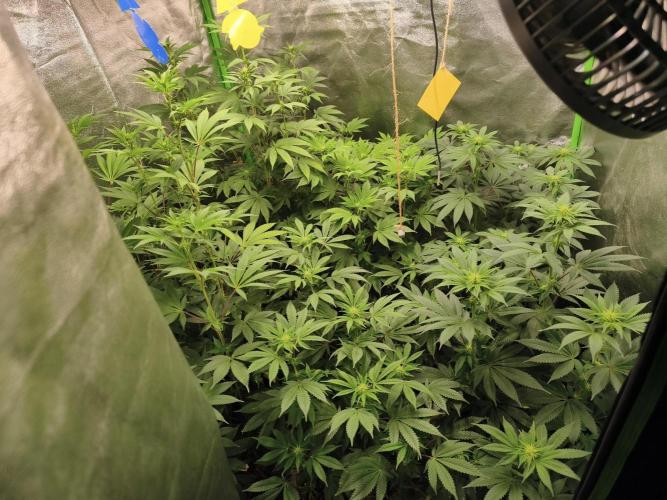 ZAMMIGROW2024. Week 11