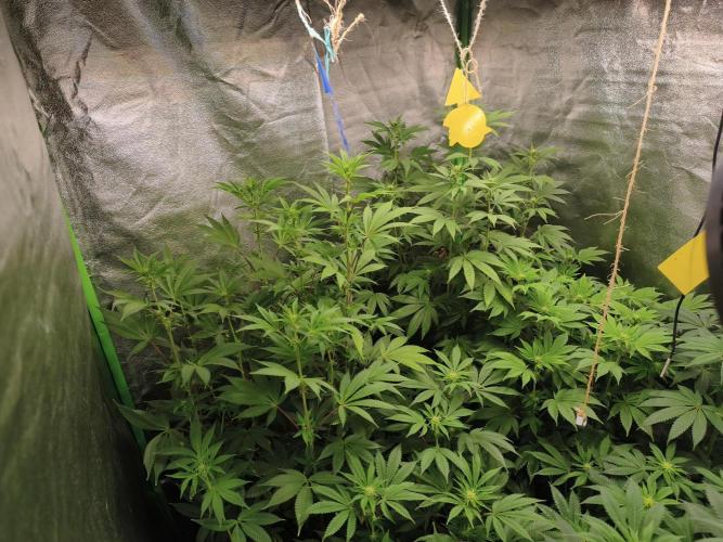ZAMMIGROW2024. Week 11