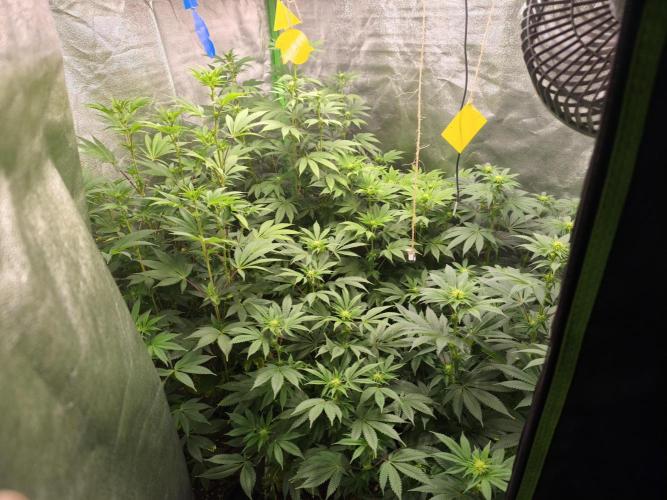 ZAMMIGROW2024. Week 11