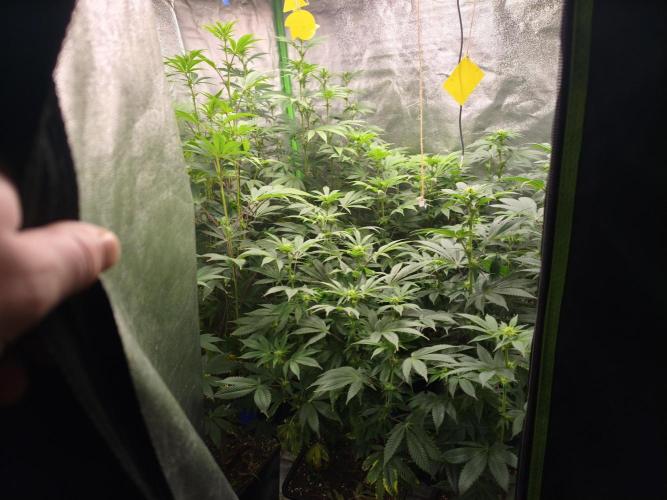 ZAMMIGROW2024. Week 11