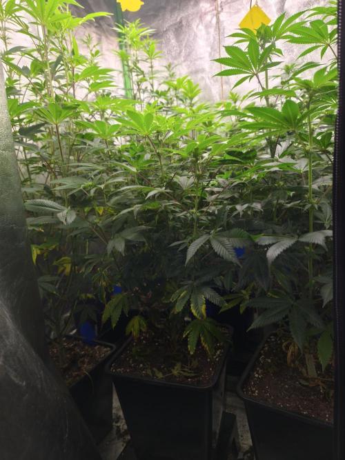 ZAMMIGROW2024. Week 11