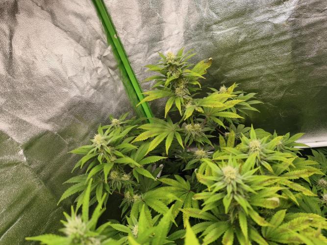ZAMMIGROW2024. Week 12