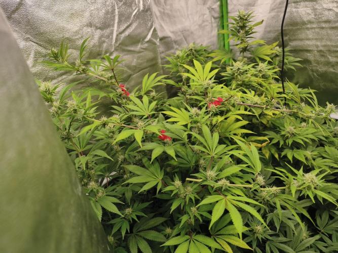 ZAMMIGROW2024. Week 12
