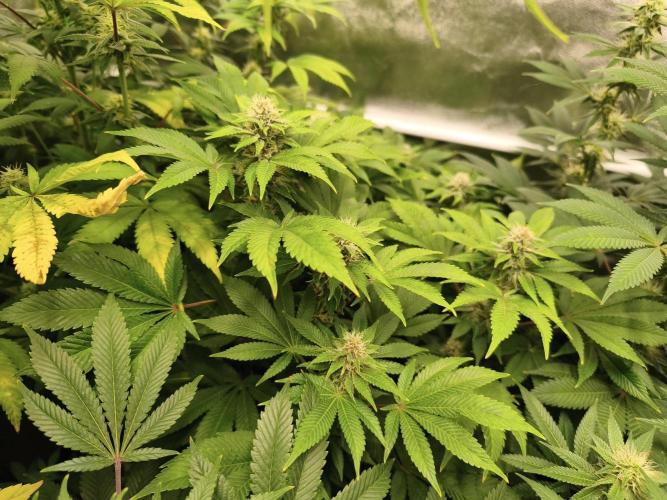 ZAMMIGROW2024. Week 12
