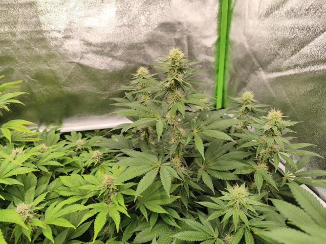 ZAMMIGROW2024. Week 12