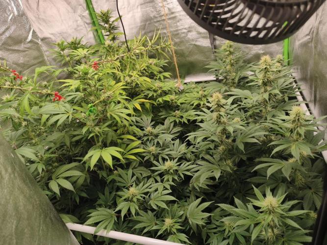 ZAMMIGROW2024. Week 12