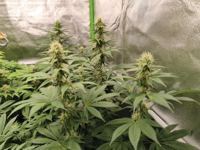 ZAMMIGROW2024. Week 12