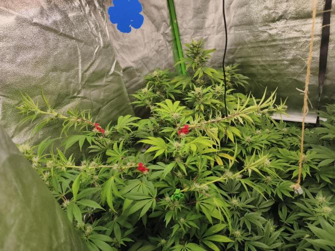 ZAMMIGROW2024. Week 12