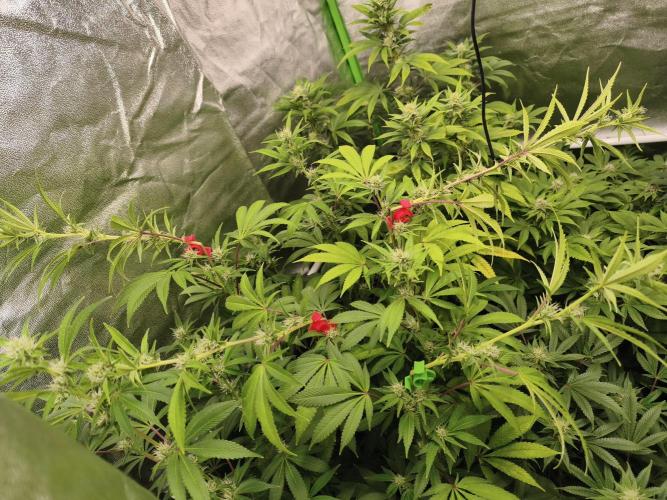 ZAMMIGROW2024. Week 12