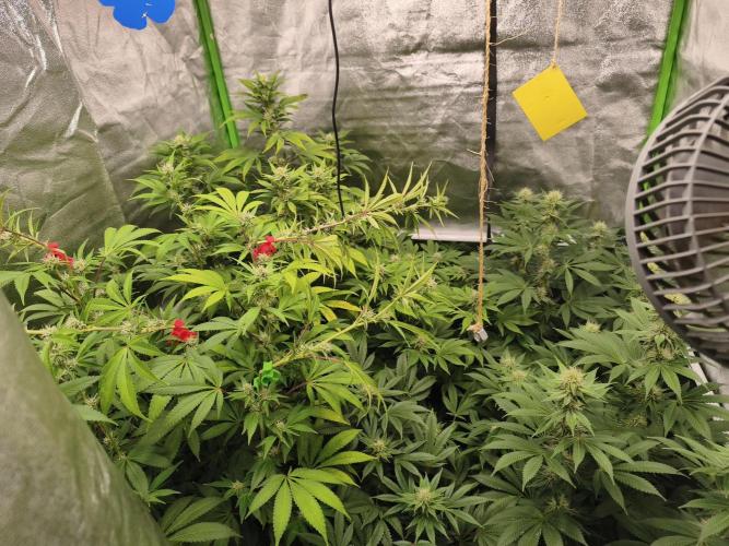 ZAMMIGROW2024. Week 12