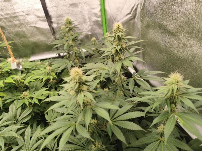 ZAMMIGROW2024. Week 12