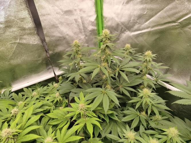 ZAMMIGROW2024. Week 12