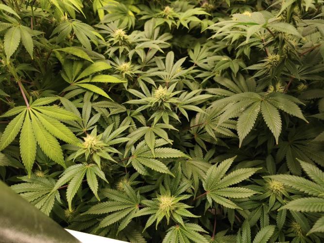 ZAMMIGROW2024. Week 12