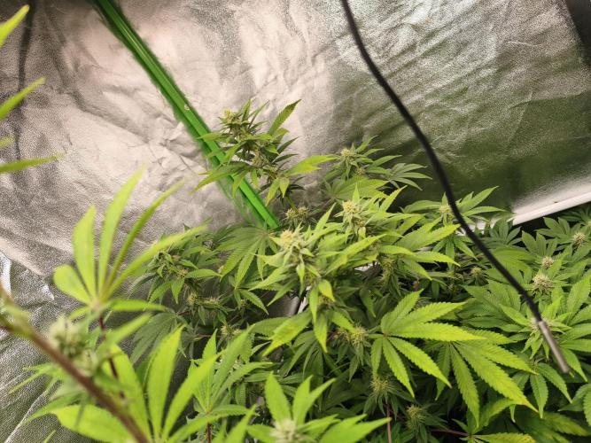 ZAMMIGROW2024. Week 12