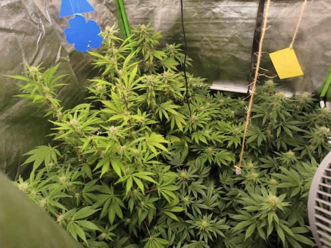 ZAMMIGROW2024. Week 12