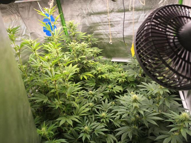 ZAMMIGROW2024. Week 12