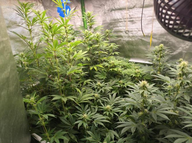 ZAMMIGROW2024. Week 12
