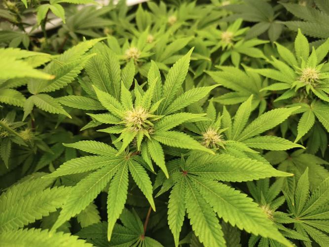 ZAMMIGROW2024. Week 12