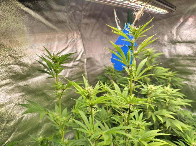 ZAMMIGROW2024. Week 12