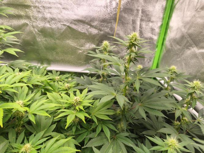 ZAMMIGROW2024. Week 12
