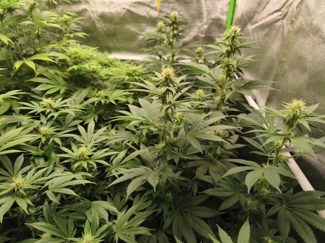 ZAMMIGROW2024. Week 12